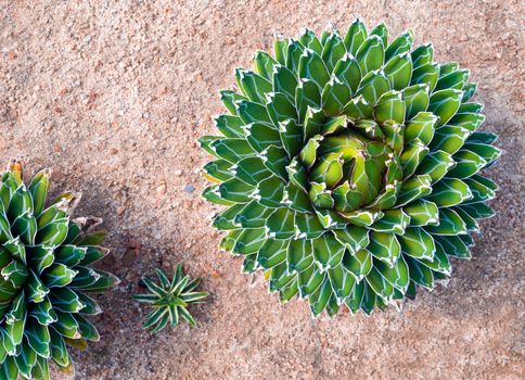 Agave succulent plant, freshness leaves with thorn of Queen victoria century agave