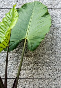 Giant alocasia leaves and grey concrete wall background