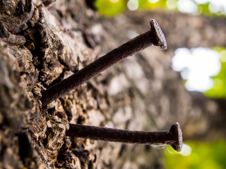 The big old nail hammered on the tree