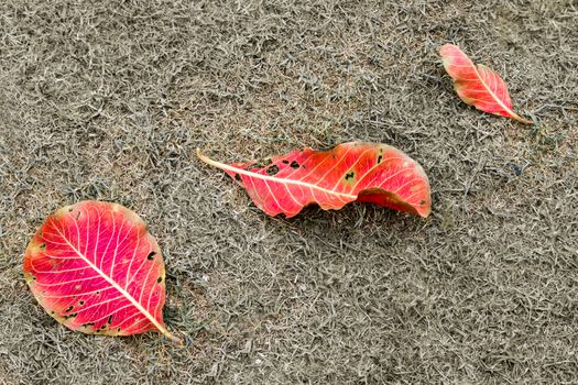 Red and yellow leaves fall on greensward