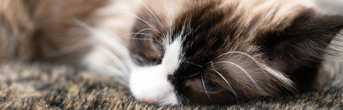 sad brown cat face with blue eyes close-up, banner for a veterinary clinic. The concept of care and assistance.