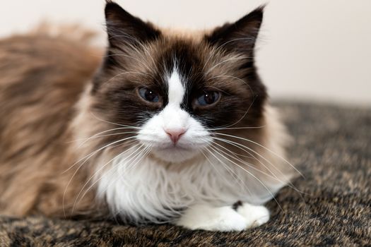 Portrait of a happy fluffy cat with blue eyes, an unusual breed of Russian Nevsky masquerade, bred by crossing the Siberian and Siamese cat breeds