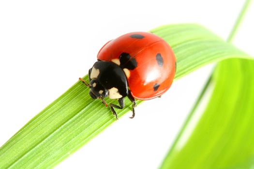 ladybug on grass isolated on white background macro