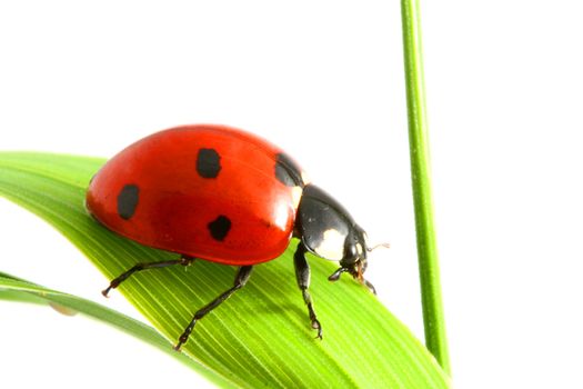 ladybug on grass isolated on white background macro