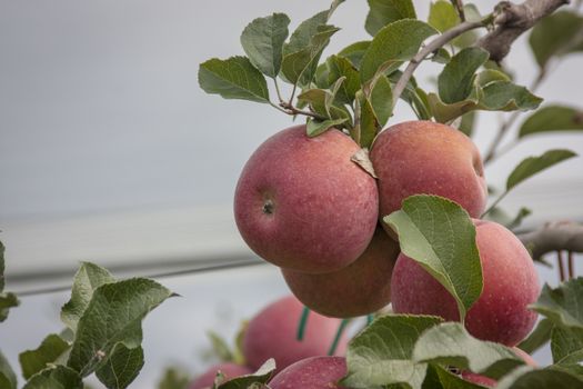 Apple in the orchard with leaves of the plant