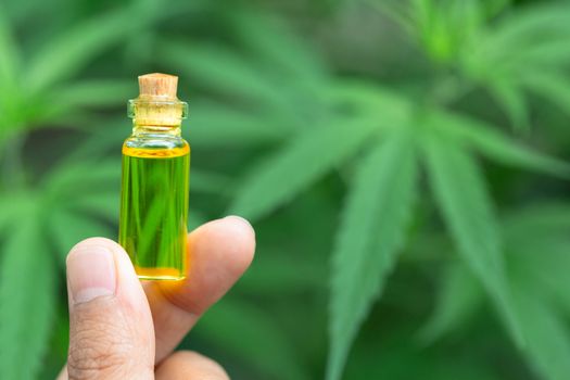 Researchers capture a bottle of hemp oil. CBD distilled into oil. Hemp tree background. Medical marijuana concepts in the treatment of diseases There is space for entering text.