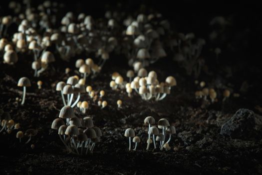 Small mushrooms toadstools. Selective focus. Back light