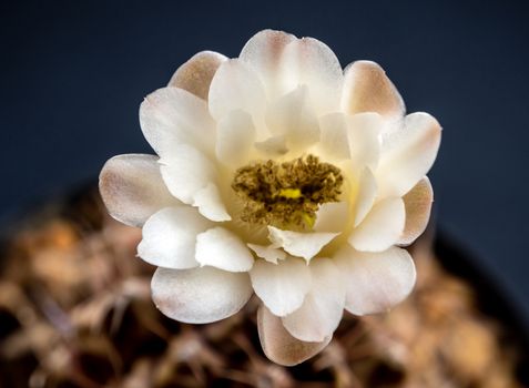 Light Brown on white color delicate petal of Gymnocalycium Cactus flower