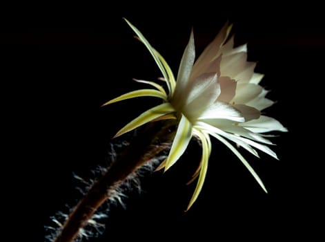 White color delicate petal with fluffy hairy of Echinopsis Cactus flower in hard light on black background