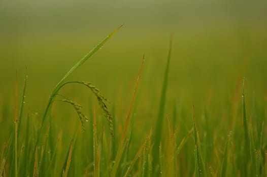 Drops of water on the ear of paddy