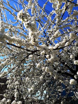 Spring flowering cherry on a clear sky background.