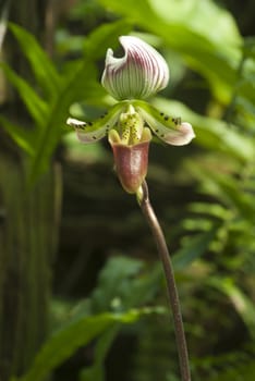 Paphiopedilum callosum found in evergreen forest