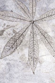 Leaf texture in concrete floor surface