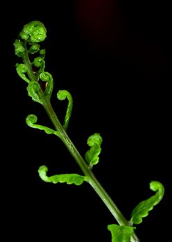 Freshness Green leaf of Fern on black background