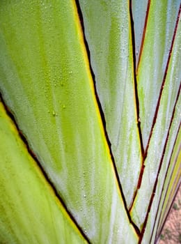 Fresh green color and texture on body of traveler's palm, Ravenala banana