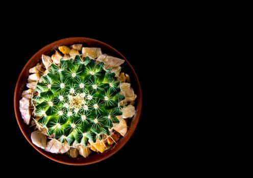 Vivid green of  Mammillaria Cactus isolated on black background