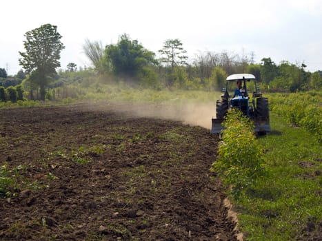 Clearing eucalyptus tree by tractor