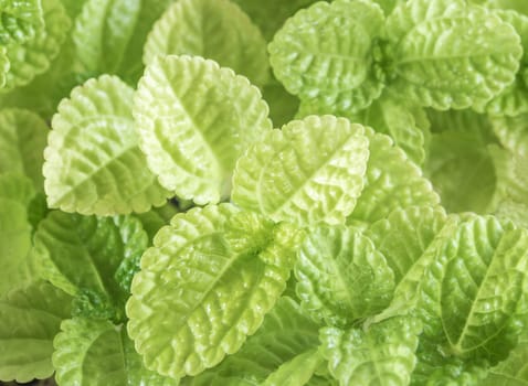 Surface texture on Leaves of ornamental plant background or texture