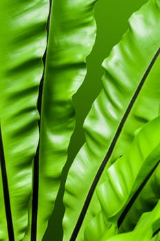 Close up freshness and big leaves of Bird's nest fern (Asplenium nidus) in the tropical garden