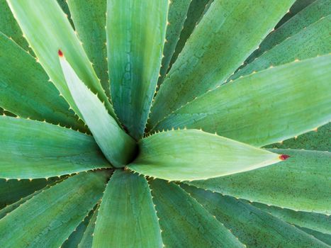 Agave succulent plant, close up white wax on freshness leaves with thorn of Agave leaf