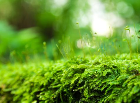 Close-up of Sporophyte capsule of moss and water drops growing covered on the floor