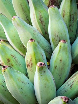 Bunch of raw Silver Bluggoe on a banana tree