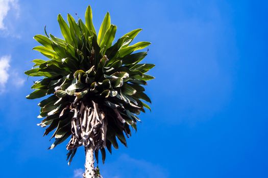 A Low Vantage Point to the dried and green leaves of Dracaena plant , Looking up to the sky