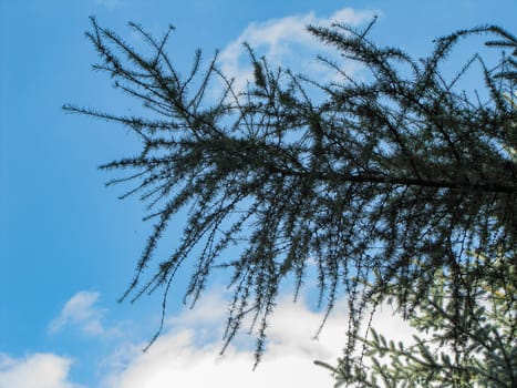 Branch of tree around cloudy sky