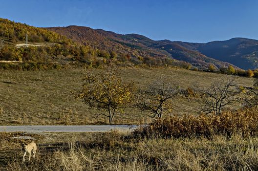 Amazing autumn view of glade, hill, forest with deciduous trees and road near to pretty village Zhrebichko, Bratsigovo municipality,  Rhodope mountains, Bulgaria