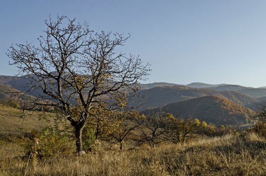 Amazing autumn view of glade, hill, forest with deciduous trees  near to pretty village Zhrebichko, Bratsigovo municipality,  Rhodope mountains, Bulgaria