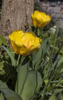 yellow tulips in a dutch garden in springtime