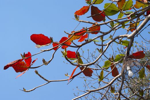 Lamp in Red leaves of sea-almond tree