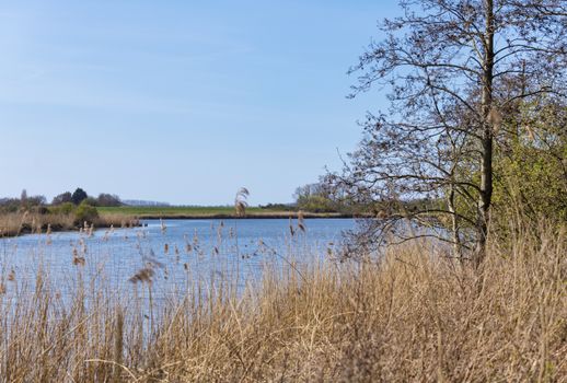 view over south holland water with reed in front with trees and green dunes as background
