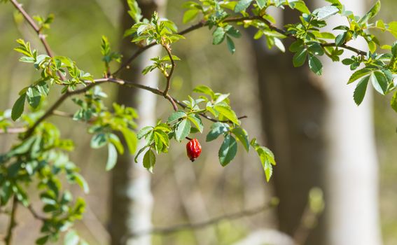 red wild berry in green natural environment