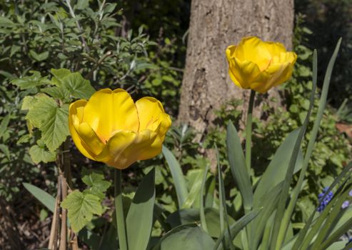 yellow tulips in a dutch garden in springtime