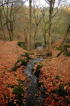 A stream running between two trees with their leaves covering the ground