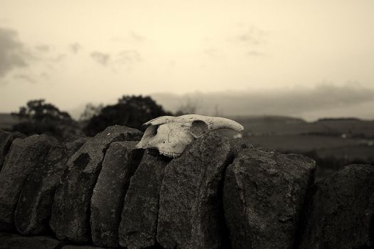 Monochrome sheep skull on a dry stone wall