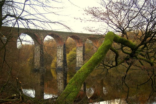 Moss-covered branch reaching out over a reservoir in Lanchashire with a tall railway arch bridge in the background