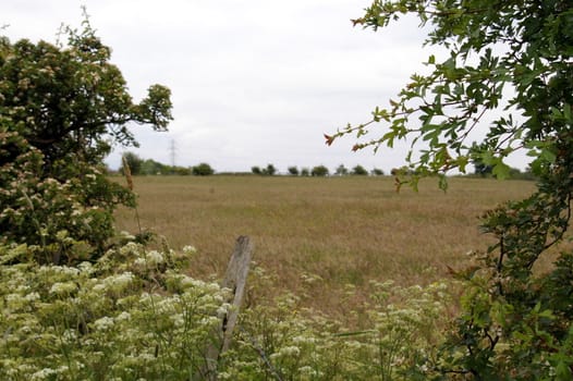 Rustic scene of wheat field framed by bushes in the north of England