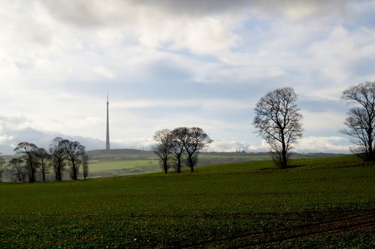 Tree lined field with Emley Moor Transmitter station in the background