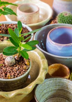 Alexandria laurel growing in the small ceramic pot, houseplant for room decoration