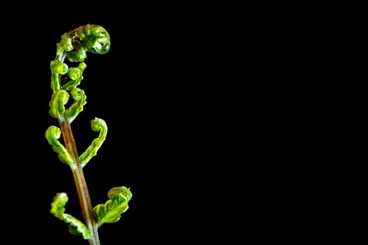 Freshness Green leaf of Fern on black background