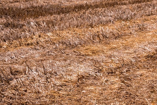 Dried rice stubble in the agricultural fields after harvest