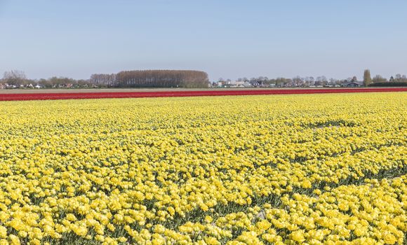 Tulip colorful flowers garden in spring background, pattern or texture in yellow and red