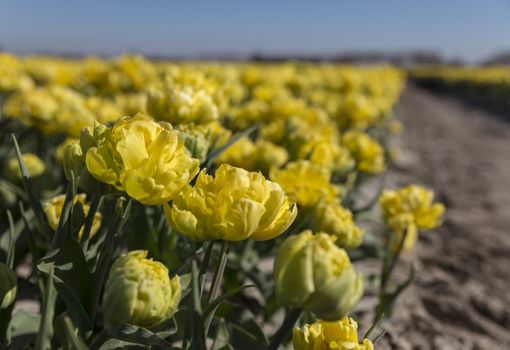 two yellow tulips in front of big yellow field in holland at the keukenhof