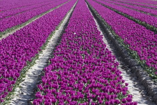purple tulips in big flower field in holland at the keukenhof