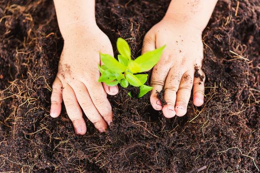 World Environment Day Environment Concept, Top view Hand of Asian cute little child boy planting young tree on black soil on green garden background