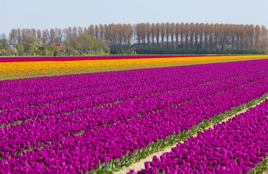 two yellow tulips in front of big yellow field in holland at the keukenhof