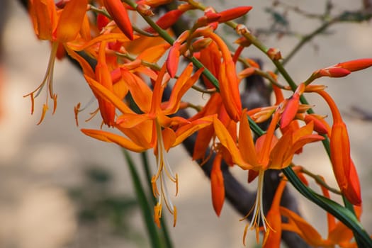 Crocosmia aurea a very attractive garden plant with a number of bright orange flowers in a full spike at the end of the flower stalk. The tall stalks make it desirable in a vase as a cut flower.