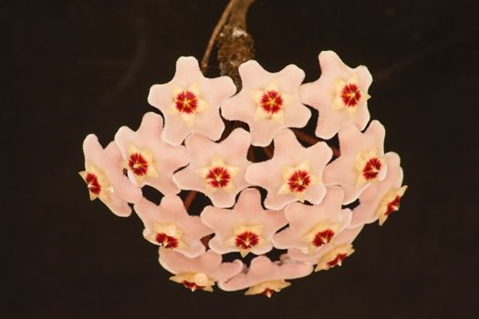 Macro Image of the flower of the Hoya Waxplant